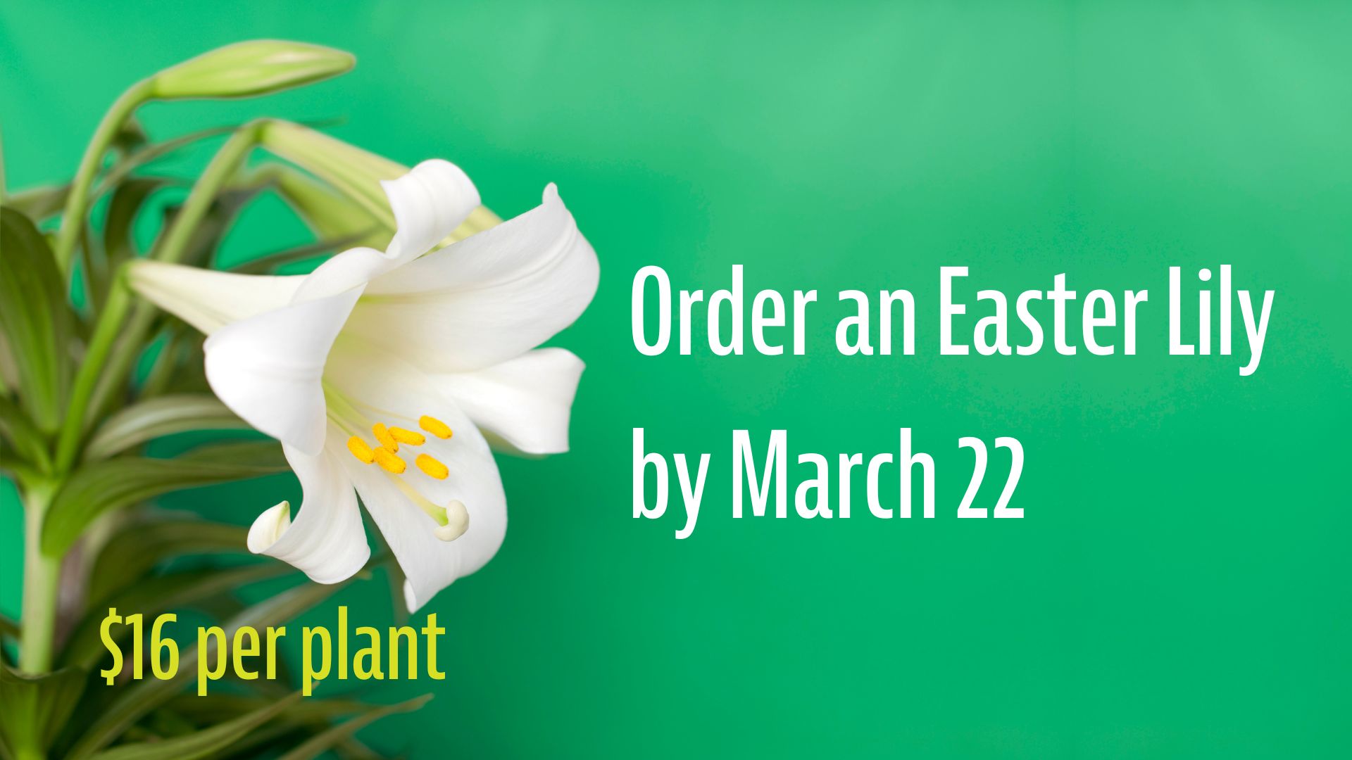 Order your Easter Lily by March 22