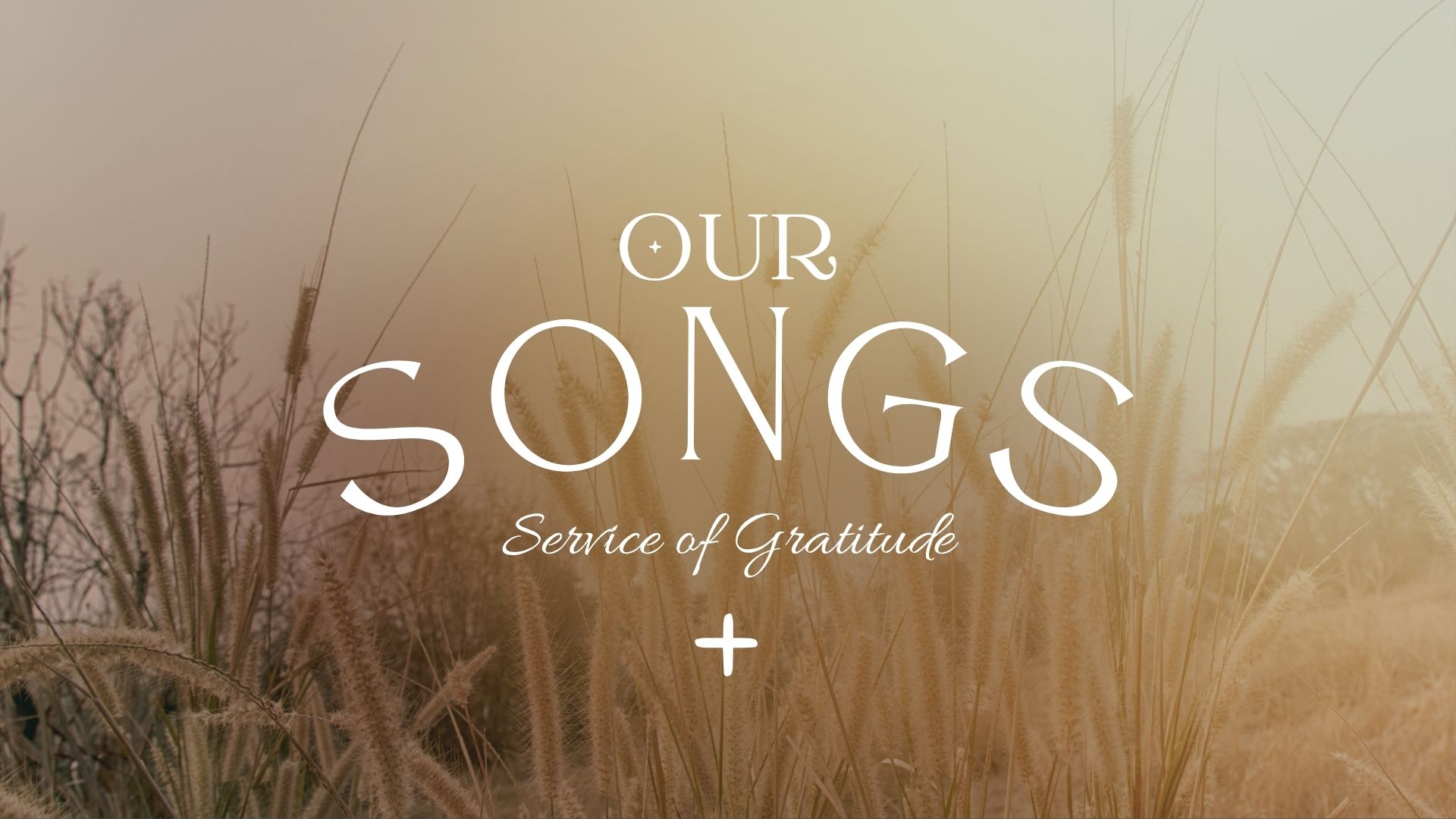 a background photo of budding grasses in a field