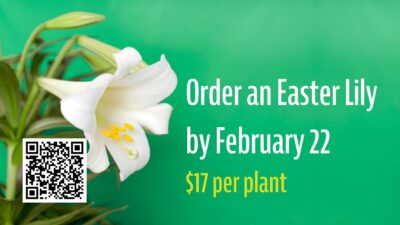 Order an Easter Lily